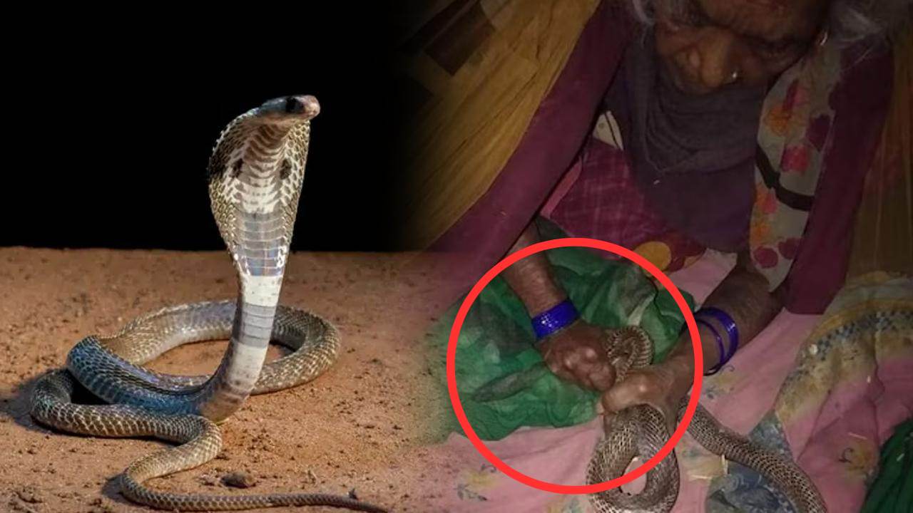 The old woman fought with the poisonous cobra to save her granddaughter