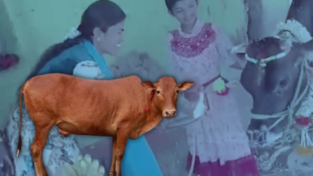 A woman completes the Baby Shower ceremony of a pregnant cow