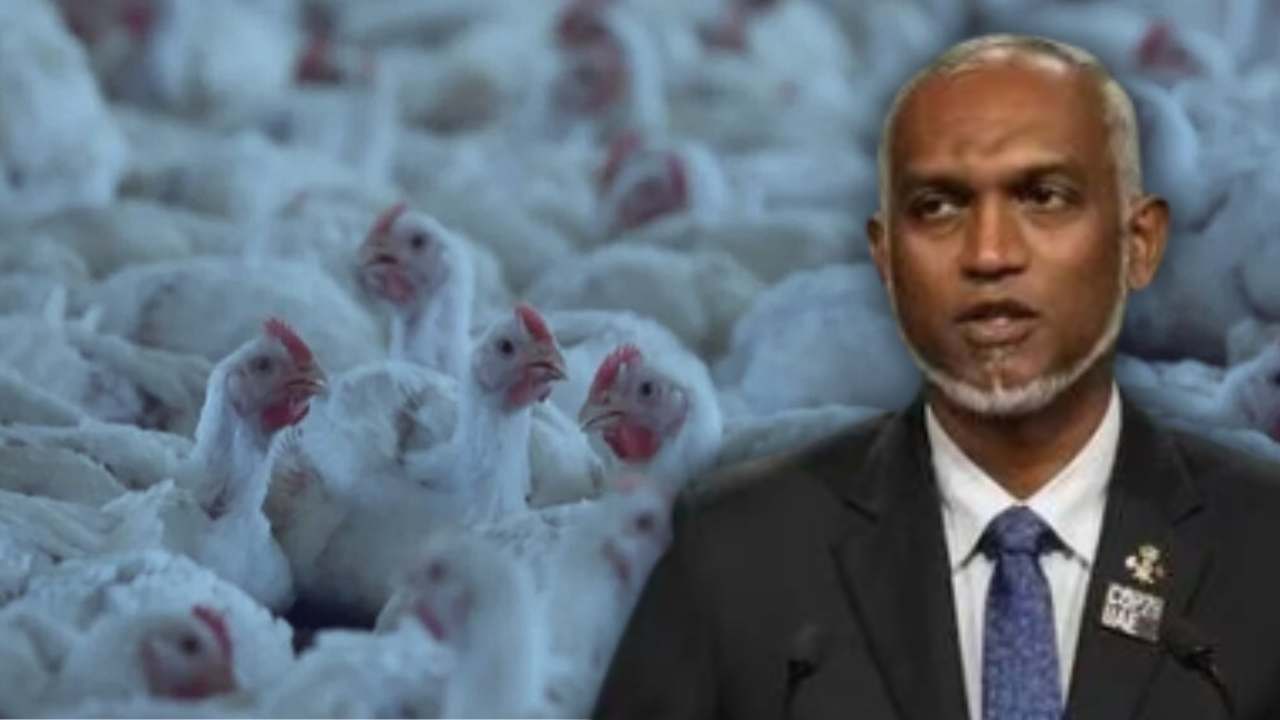 there is a huge shortage of food in the Maldives, the price of chicken is increasing.