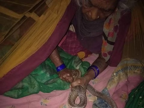 The old woman fought with the poisonous cobra to save her granddaughter