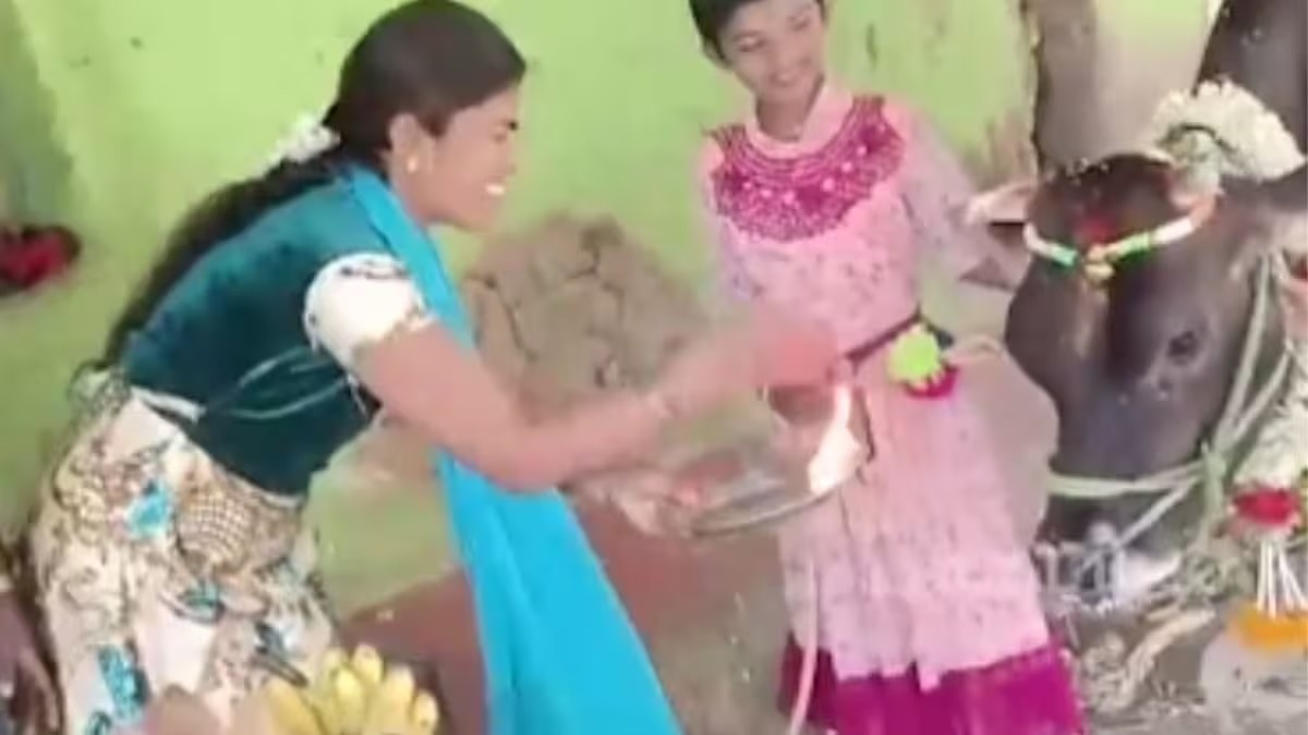 A woman completes the Baby Shower ceremony of a pregnant cow 