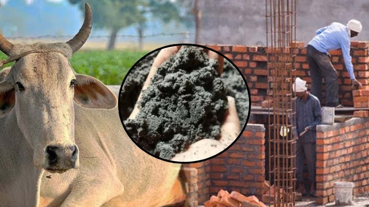 IIT researchers made a concrete-like material with cow dung.