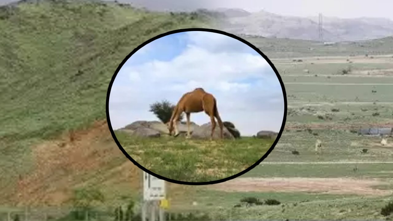 The desert turned green in Saudi Arabia.