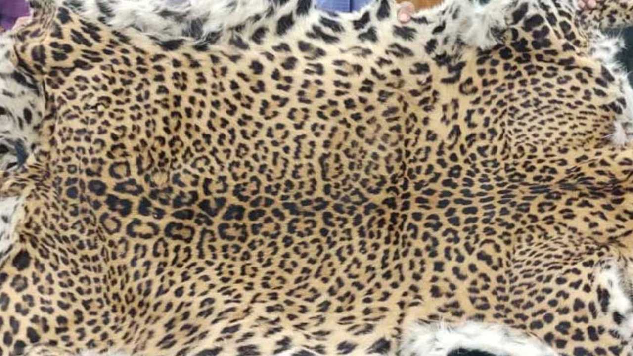 Lepard 1