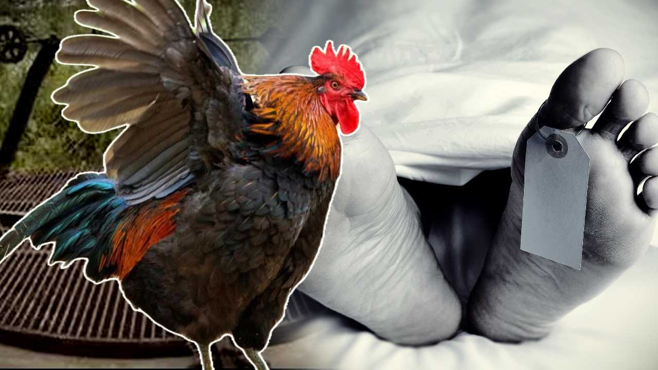 Hen