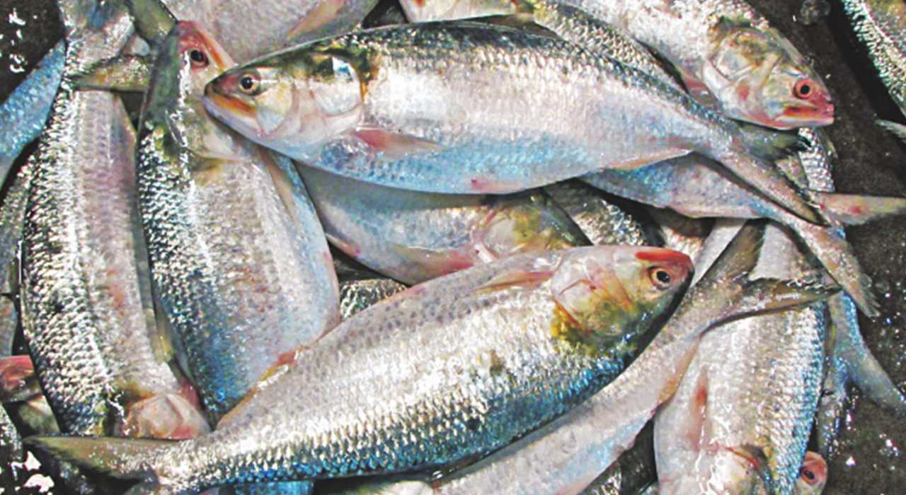 ilish 4