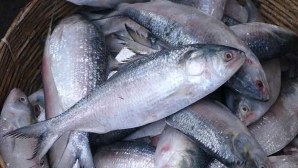 Bangladesh ilish present price update