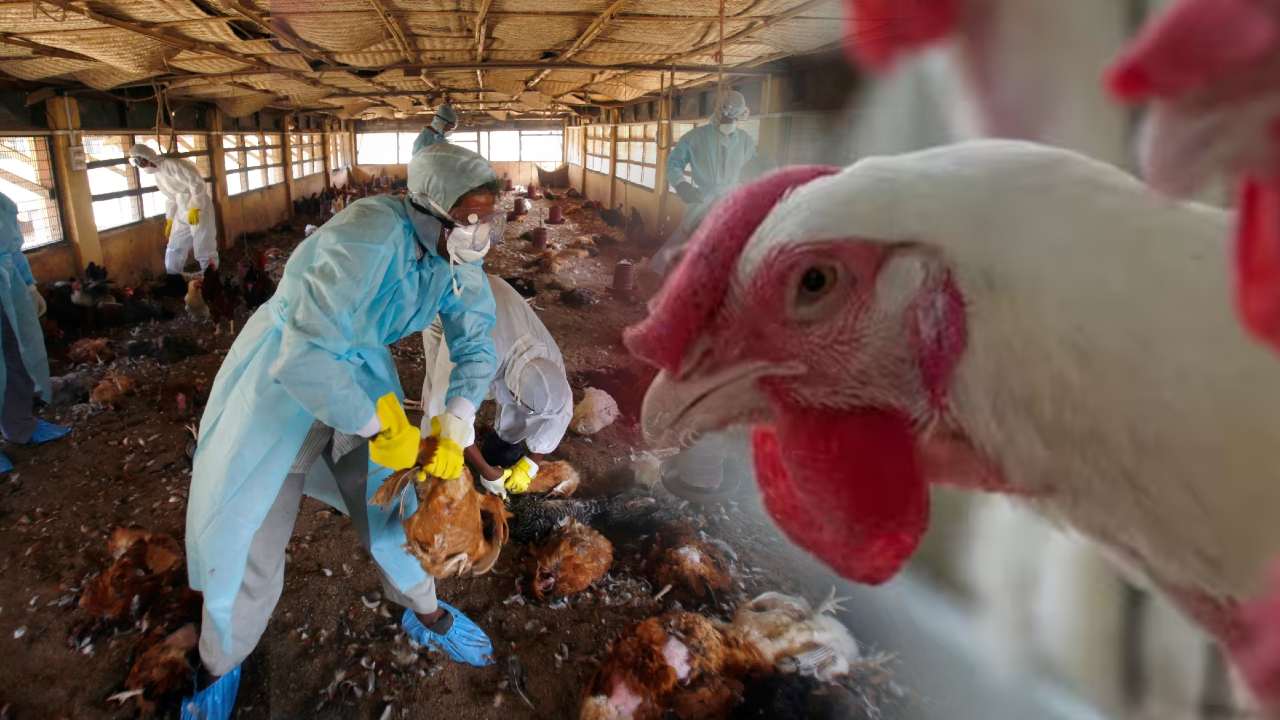 Several farms affected by bird flu, the infection is spreading.