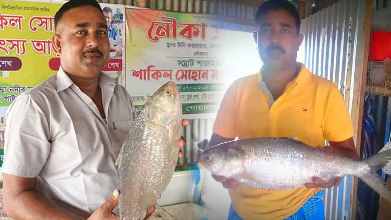 Hilsa 2