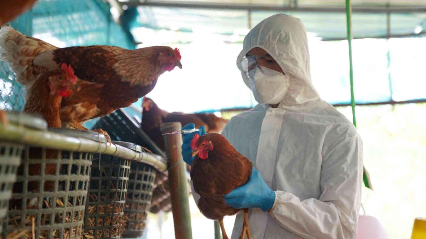 Several farms affected by bird flu, the infection is spreading.