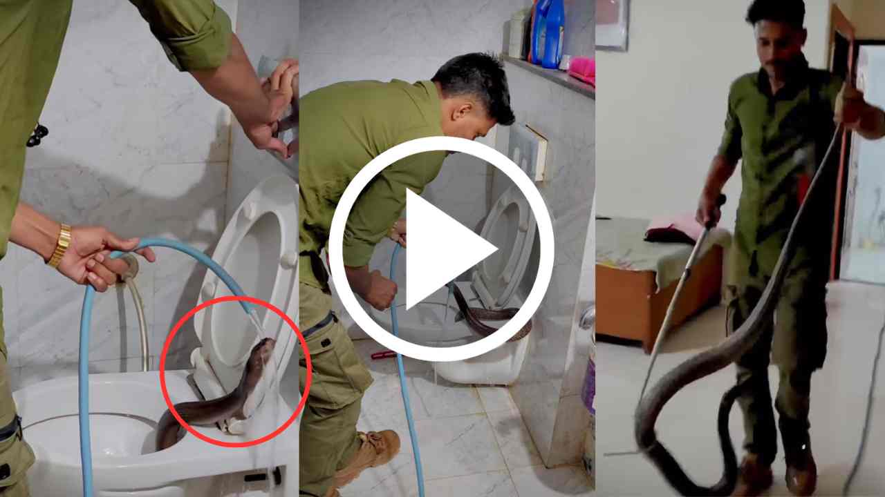 Cobra snake coming out of the commode! Viral video.