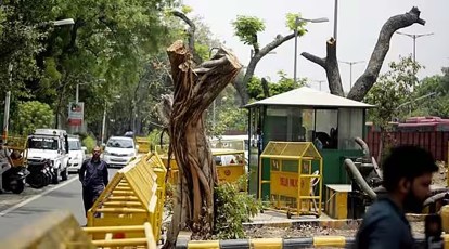 delhi trees 1200