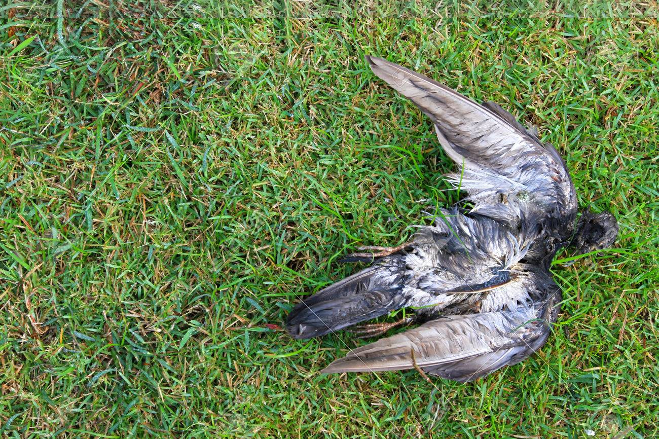 81686027 dead pigeon bird carcass on the lawn or green grass