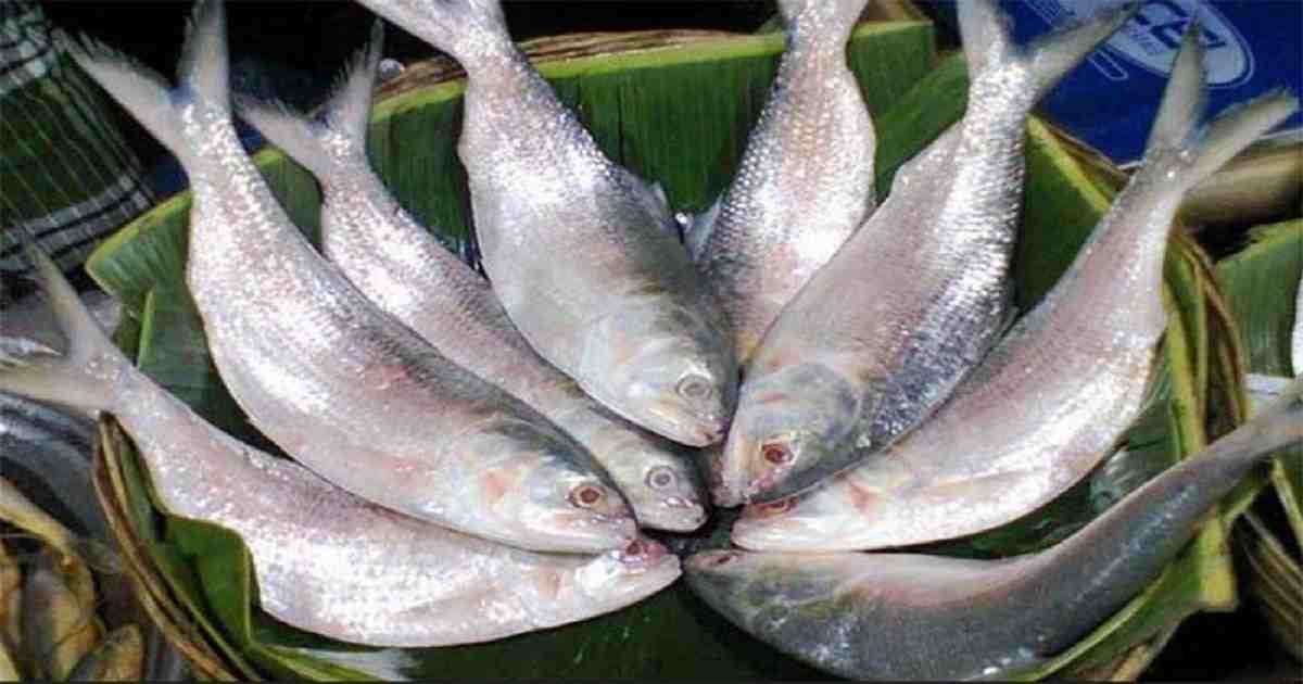 Import of fish from Bangladesh to the state is stopped.