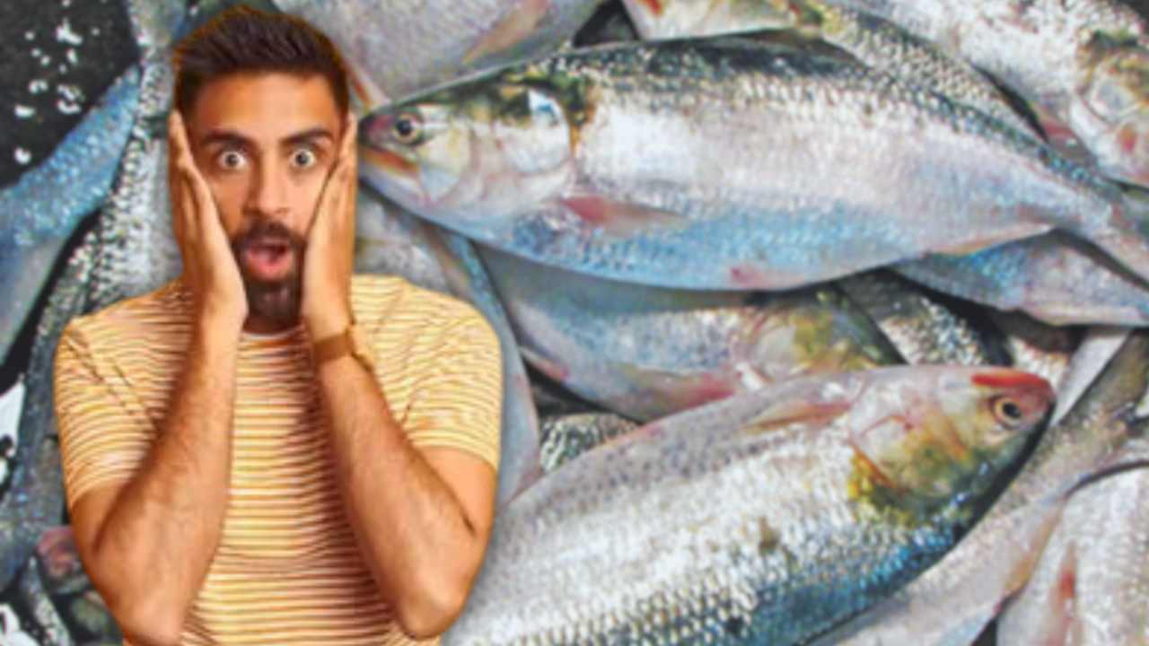 Be Careful Before Buying Ilish.