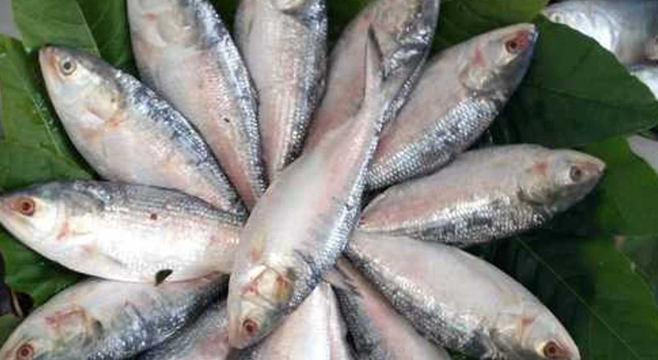 Ilish