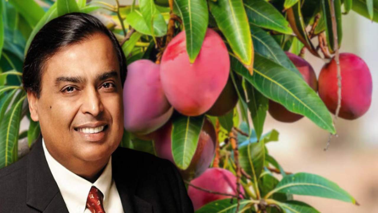 Mukesh Ambani: শুধু তেল এবং Jio নয়! মুকেশ আম্বানির ভাগ্য খুলে দিল আম ...