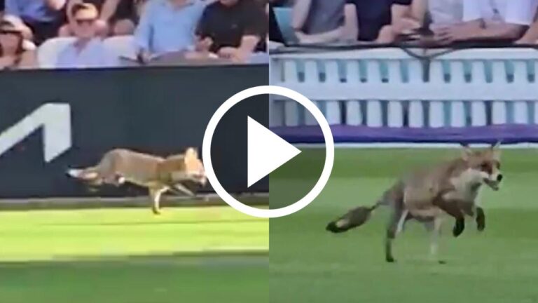 A fox appeared on the field during a cricket match, viral video.