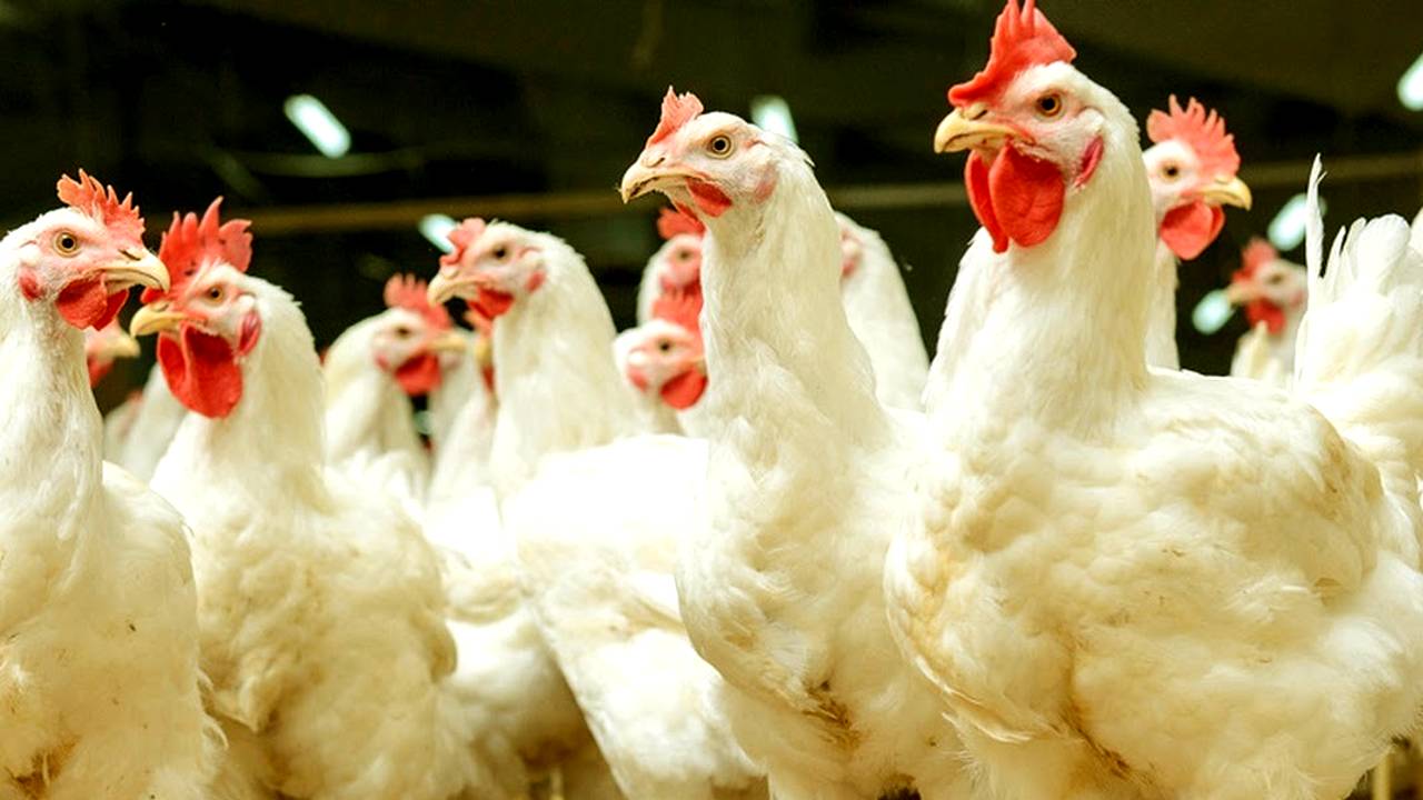 West Bengal chicken supply disrupted