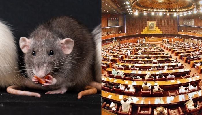 Pakistan parliament is occupied by rats.