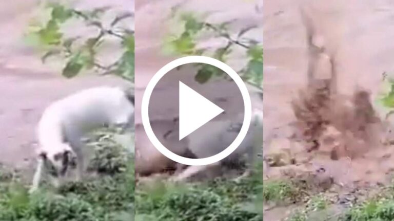 The dog disappeared from the river bank in 3 seconds viral video.