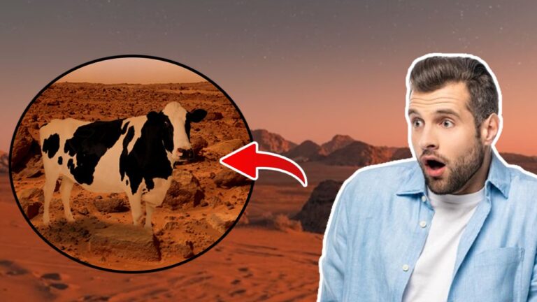 Cows may be hiding under the surface of Mars.