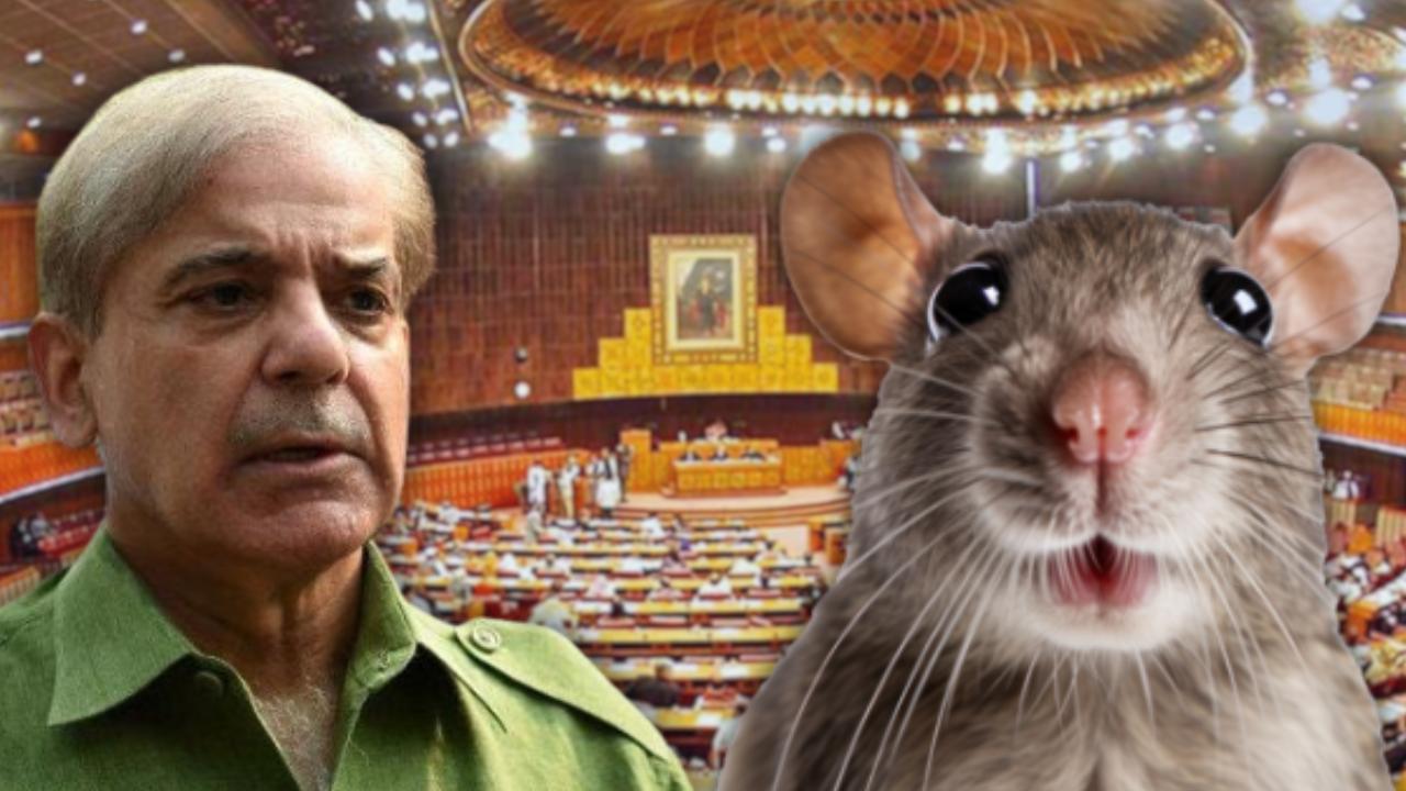 Pakistan Rat