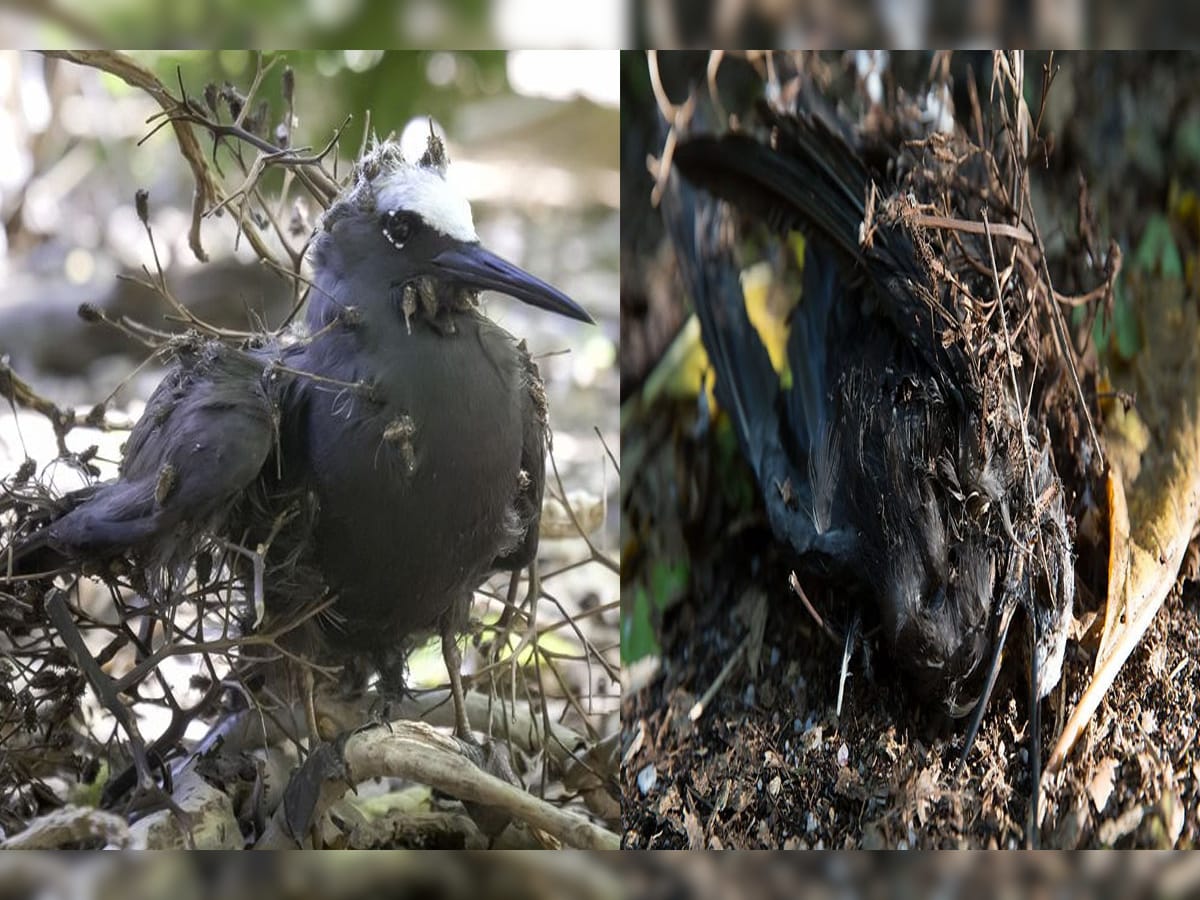 bird killing tree