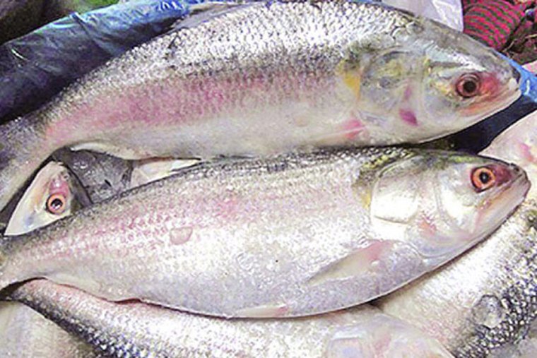 10 metric tons of hilsa came from Bangladesh.