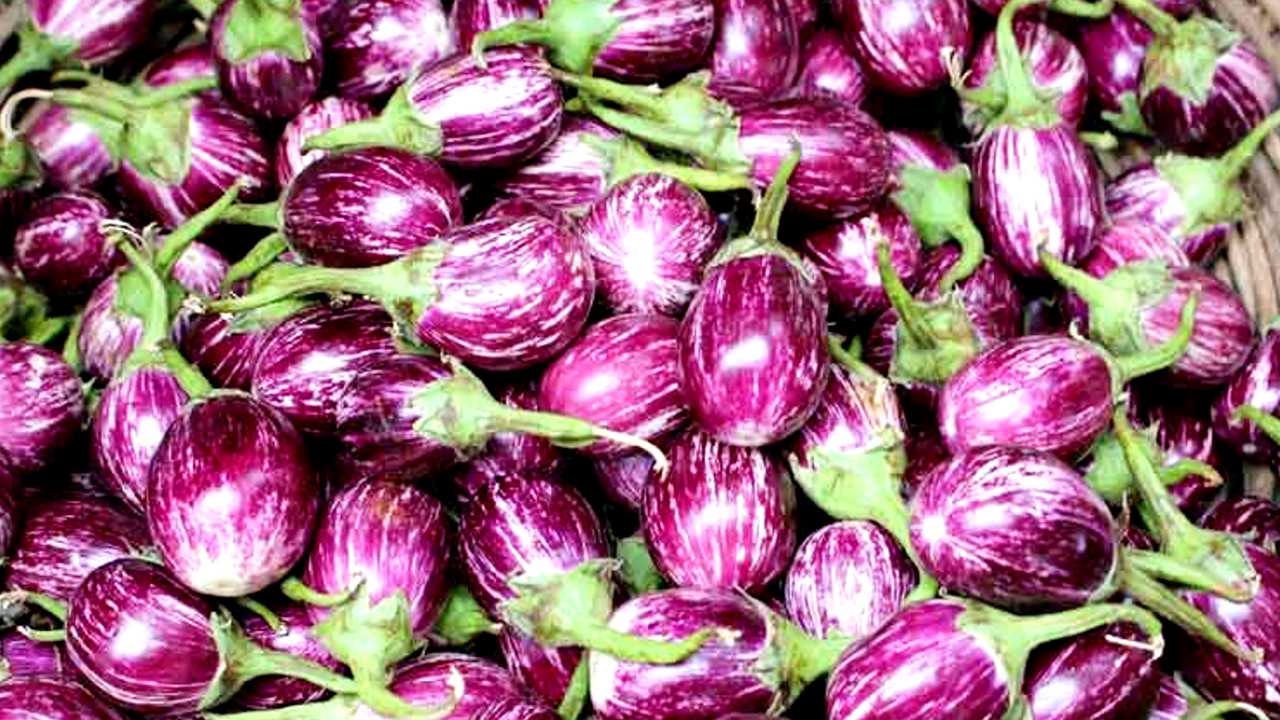 brinjal