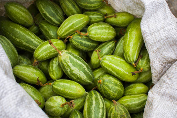 Pointed Gourd what does meaning of Bengali proverb potol tola.