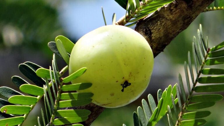 Amla 081535