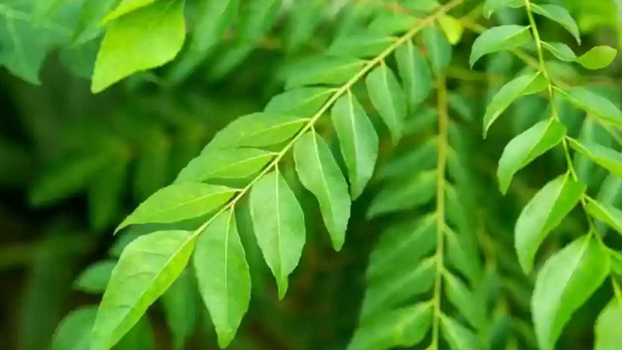 Curry Leaves