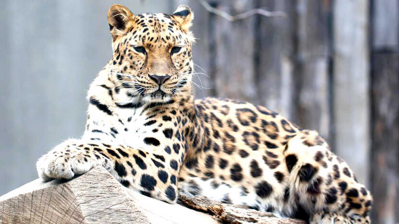 Leopard