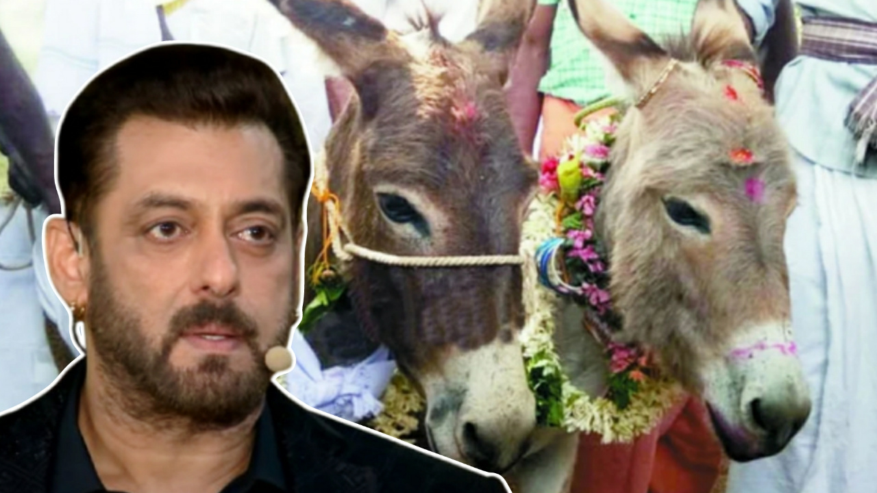 Salman donkey 070511