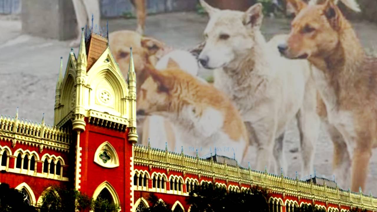 Calcutta High Court orders distribution of SOP of Government of West Bengal on feeding stray dogs