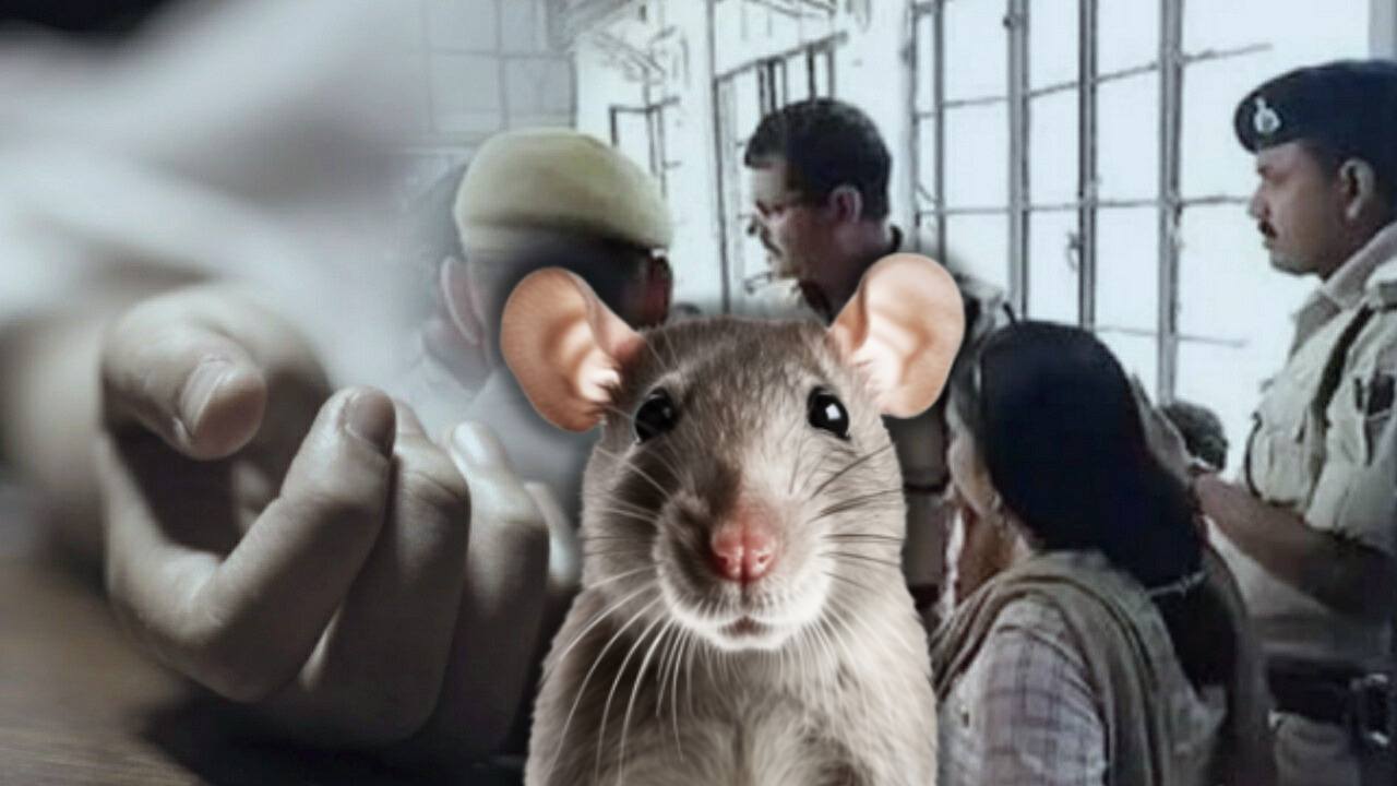 Government Hospital Rat Update 1