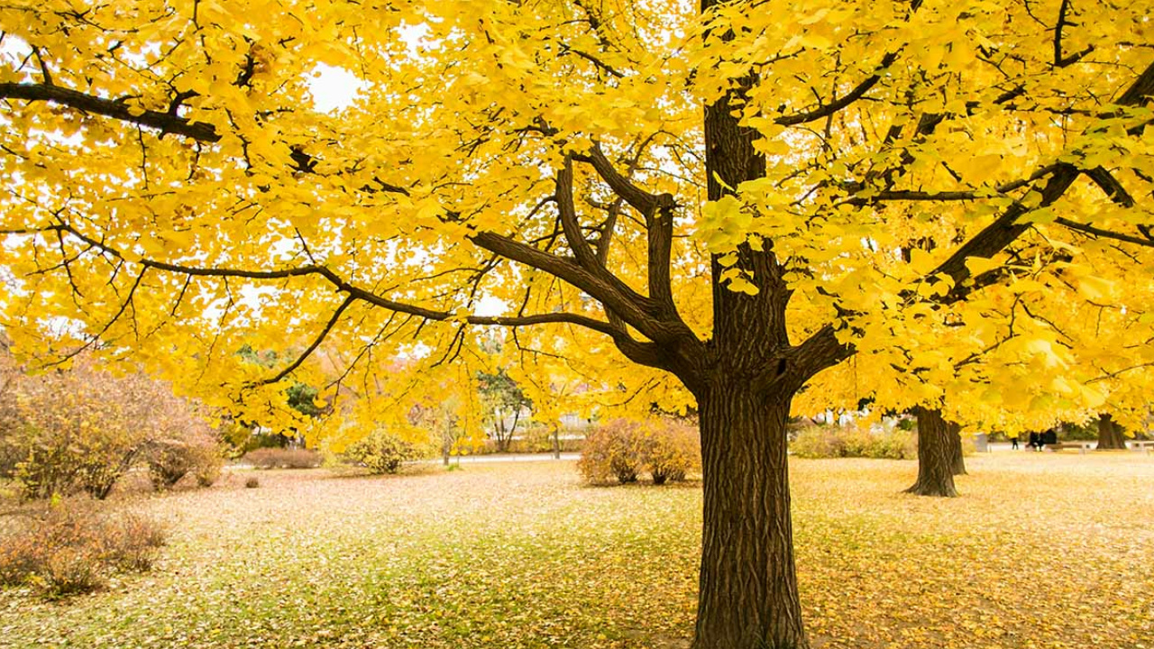 Viral Video gold tree of Ginkago tree situated South korea 