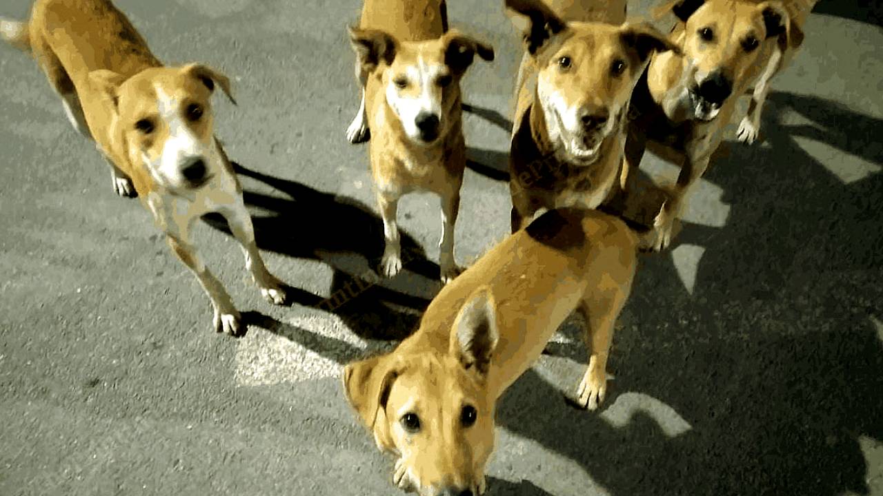 Stray dogs Calcutta High Court Government of West Bengal SOP