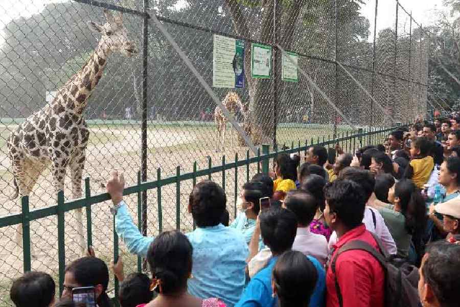 Alipore Zoo 