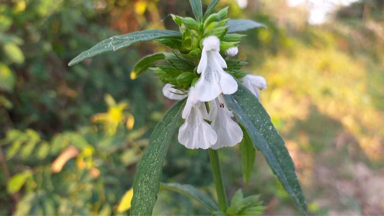 This one plant is the medicine of healthcare