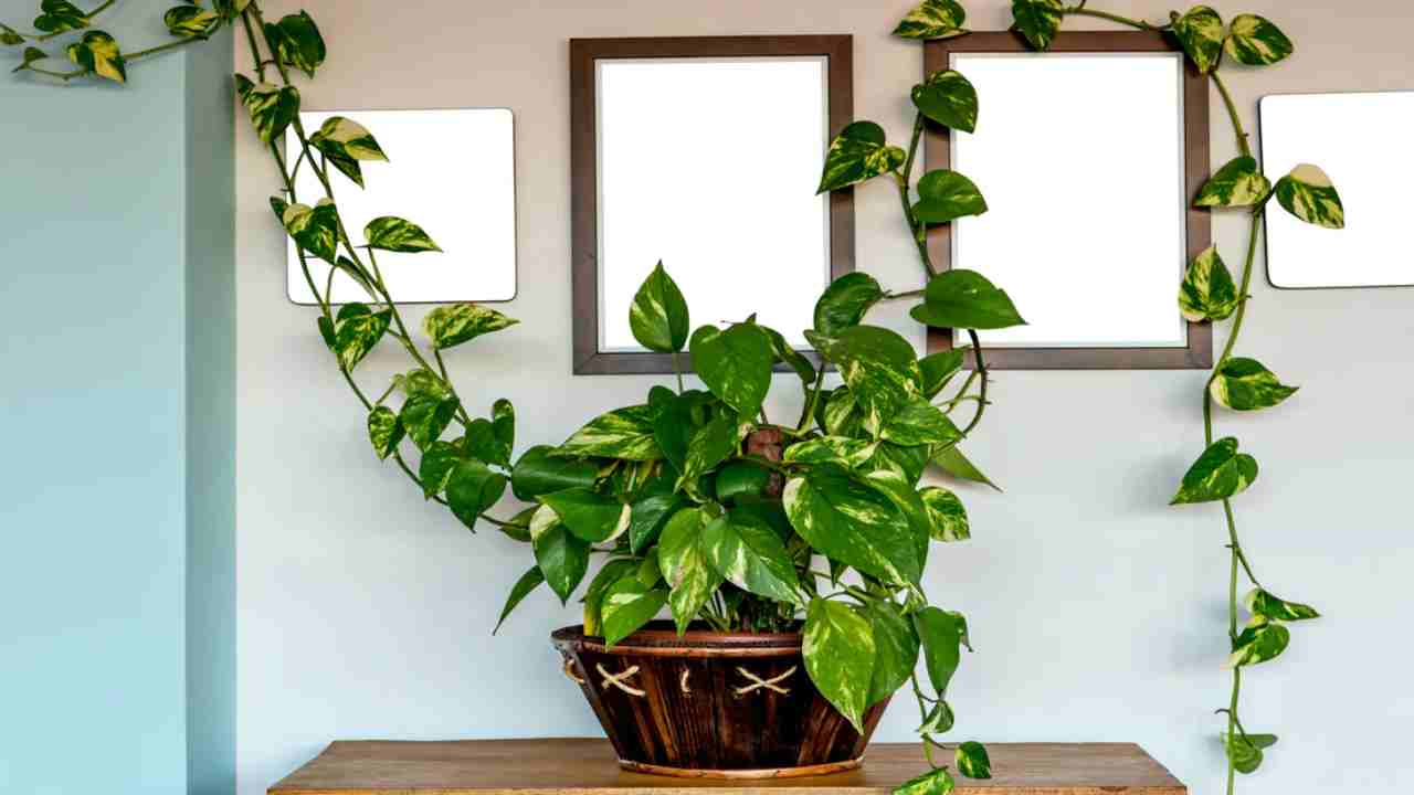 Do this things with money plant of New Year for money earning 