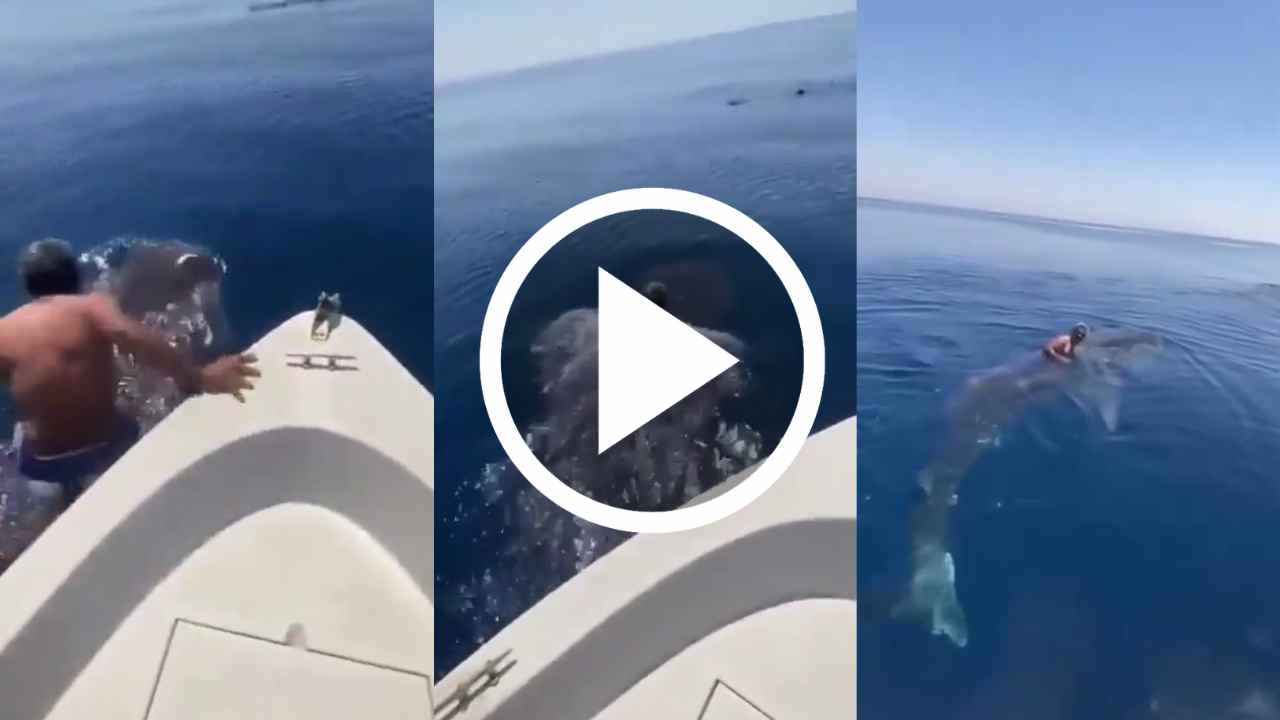 Viral Video of A man who travels the sea on the back of shark