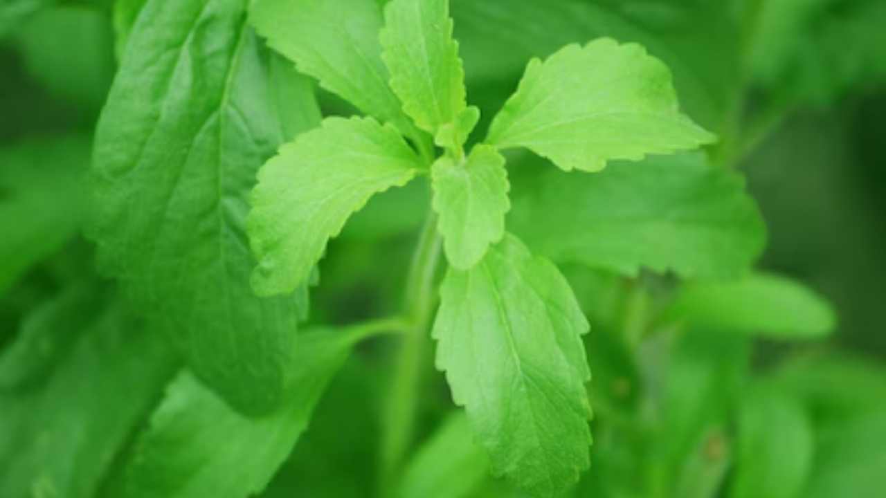 Stevia leaves is a medicine for major diseases