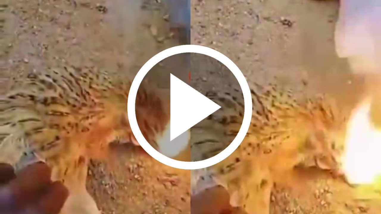 Viral video of fire coming out of chicken's mouth