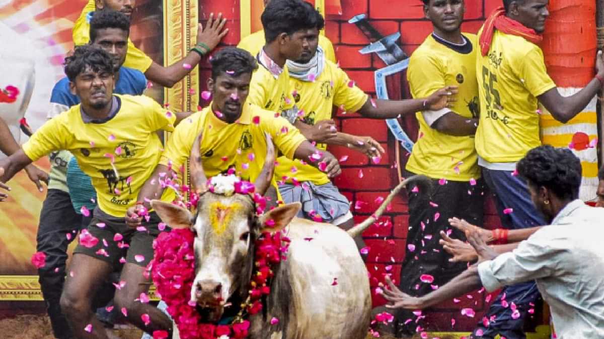 Jallikattu dead 7 people and injured 400