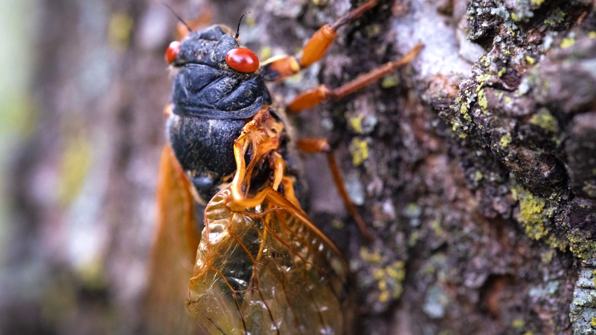 Cicada insect effect on human