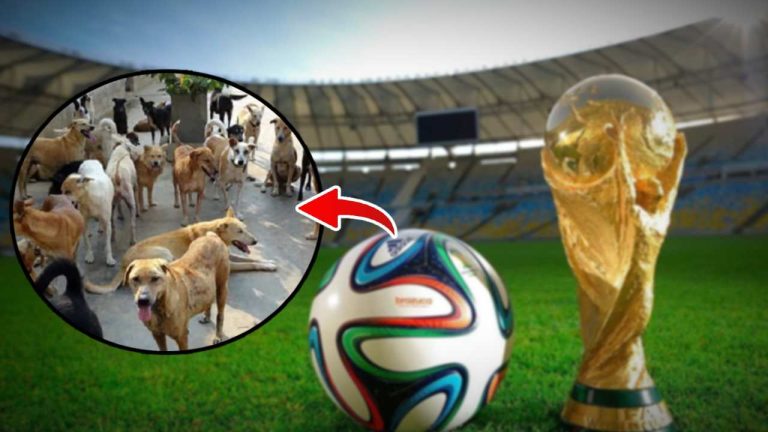 3 million street dogs to be killed before the FIFA World Cup.