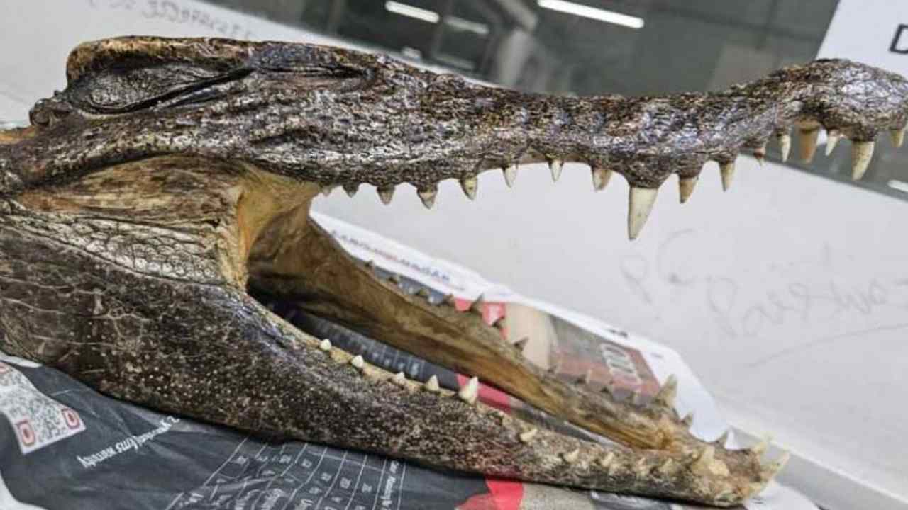 Crocodile head rescued from airport 