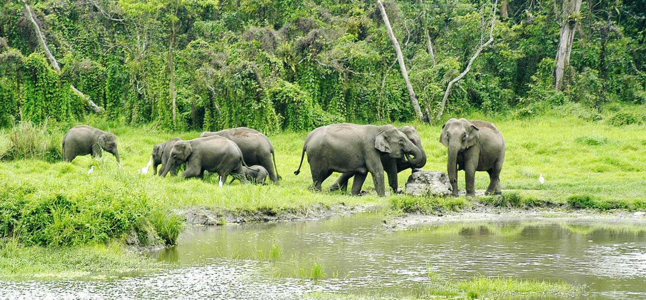 North Bengal new jungle safari